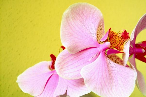 梦到花盆倒了会有什么预兆