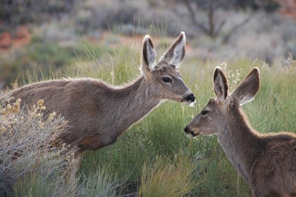 长得非常美的生肖女