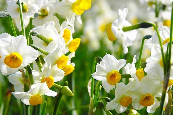 1972年的鼠52岁后是穷还是富，1972年属鼠52岁后财富运势