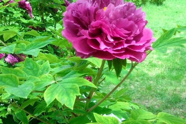 属羊人什么时候才起大运