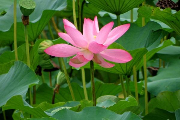 属猪遇到烂桃花什么时候结束 桃花劫结束的征兆