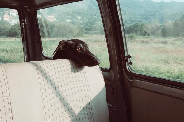 属兔男最听哪个生肖女的话，能治住属兔男的生肖女