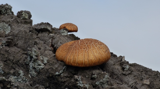 羊和虎在一起旺夫吗