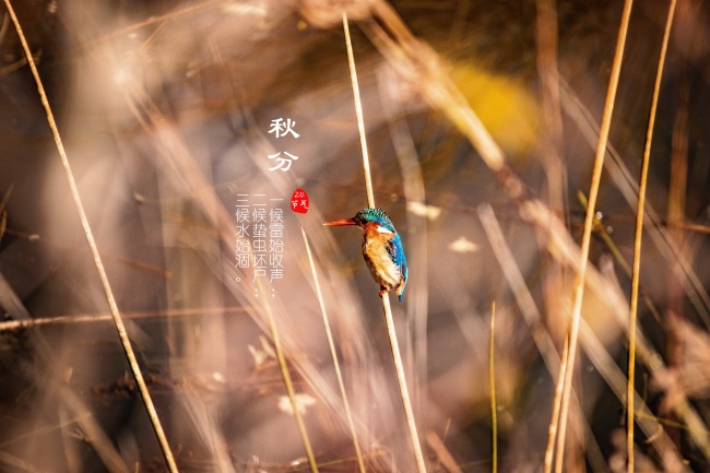 第一运程 2025年1月16日十二生肖运势解析