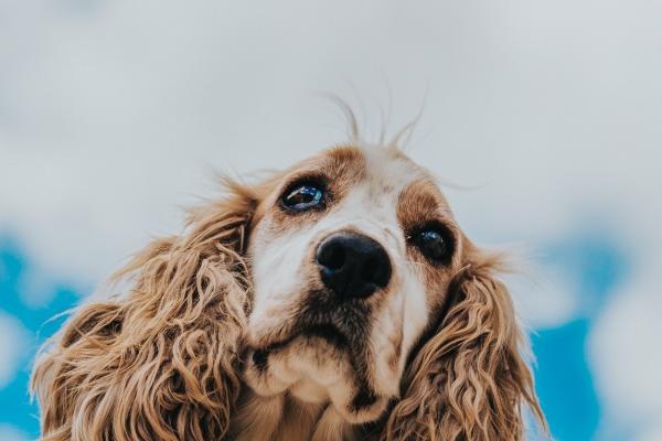 梦到了杏树结果意味着什么
