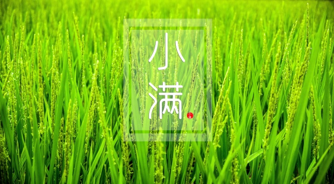属牛不能要属什么孩子