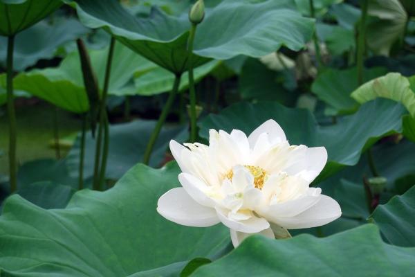 梦到来电了有什么预示吗