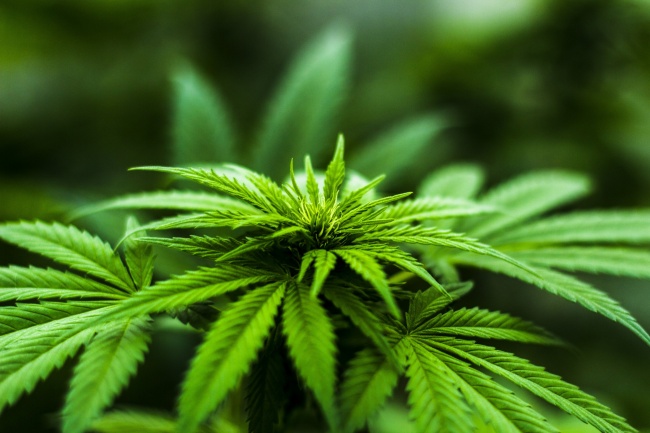 梦见姑姑姑夫预示着什么