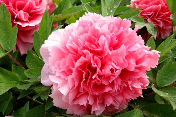 94腊月属狗桃花运