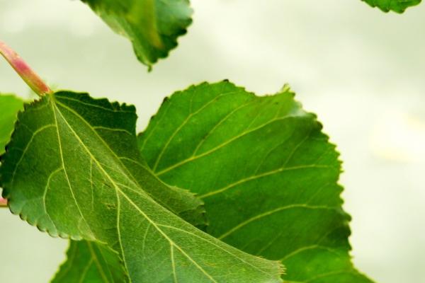梦到白酒瓶啥意思