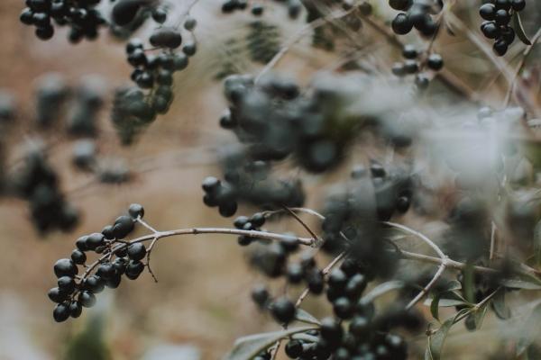 梦到了吃蚊子是好的征兆吗