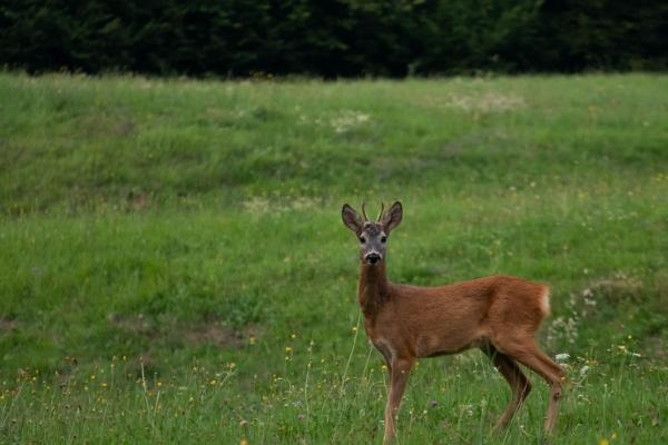 梦到了过月子有什么意思吗