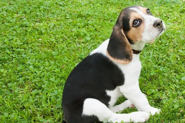 梦到了被乌鸦咬是什么征兆 梦到了被乌鸦咬是什么征兆