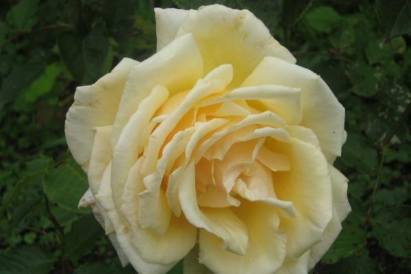 梦到欠银行钱是好事还是坏事 梦到欠银行钱是好事还是坏事