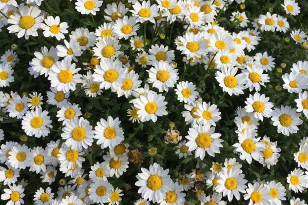 梦到了自己的孩子被蛇咬会是什么预兆 梦到了自己的孩子被蛇咬会是什么预兆