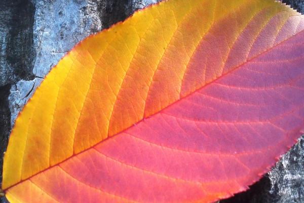 梦到白眼珠是凶兆还是吉兆 梦到白眼珠是凶兆还是吉兆