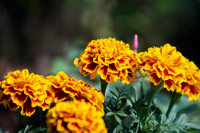 梦到一群鳄鱼预示什么 梦到一群鳄鱼预示什么