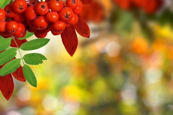 梦见自己抓虾什么寓意