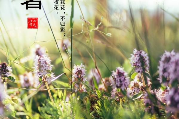 老虎和什么属相犯冲