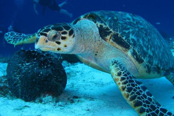 梦见喉咙哑是好是坏 梦见喉咙哑是好是坏