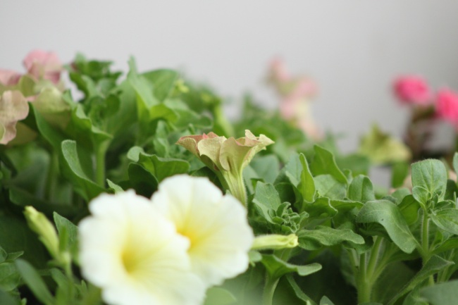 梦到妯娌死了代表什么