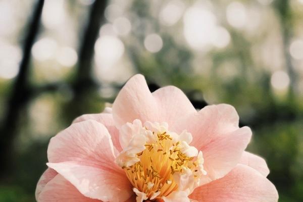 梦见朋友开飞机有什么意义吗