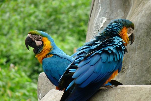 96属鼠哪一年怀孕最好 96属鼠哪一年怀孕最好