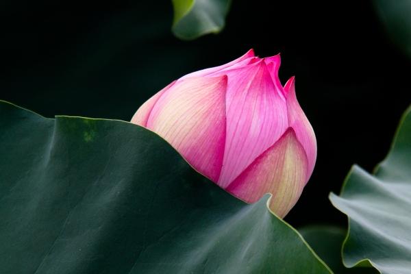 96年鼠哪几年最难熬 96年鼠哪几年最难熬