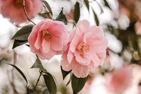 两条龙不是守寡就受穷是真的吗 两条龙不是守寡就受穷是真的吗