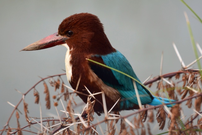 1991属羊的孽缘在哪一年 1991属羊的孽缘在哪一年
