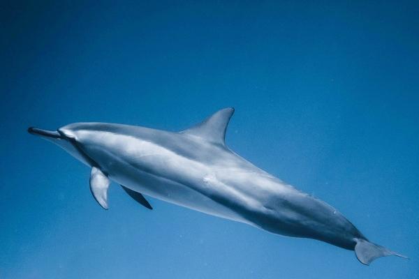 虎不能生在几月,虎的运势好不好 虎不能生在几月,虎的运势好不好