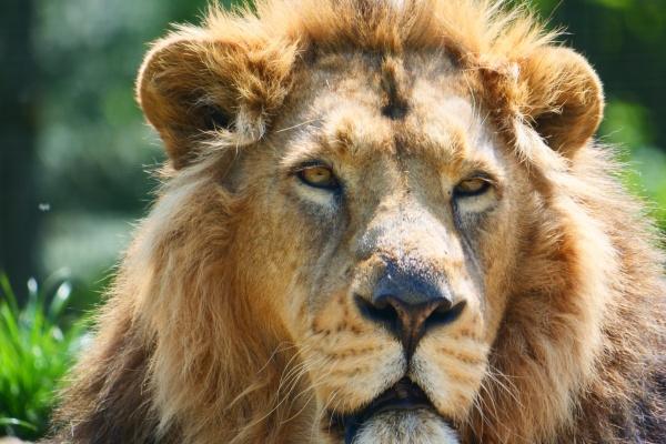 马不能生在几月,马的运势好不好 马不能生在几月,马的运势好不好