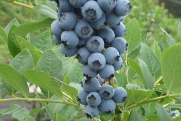 2026年生肖虎将有大事发生 2026年生肖虎将有大事发生