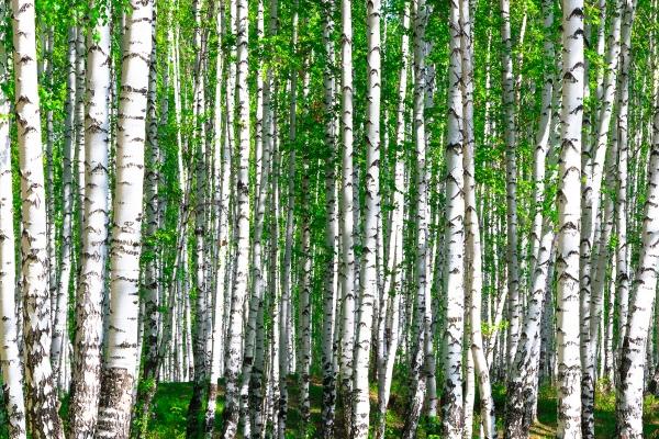 2026年生肖兔将有大事发生 2026年生肖兔将有大事发生