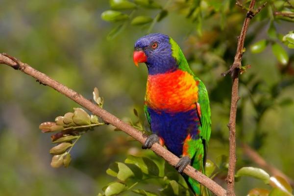 2026年生肖羊将有大事发生 2026年生肖羊将有大事发生