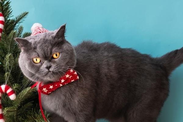 属兔最有钱三个时辰 属兔最有钱三个时辰