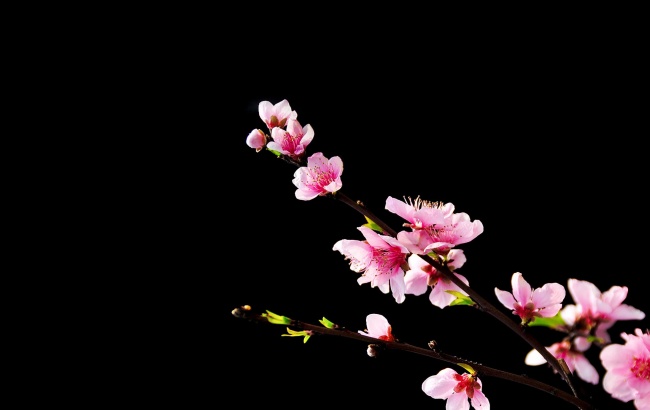 属马女会被哪个生肖纠缠一生 属马女会被哪个生肖纠缠一生