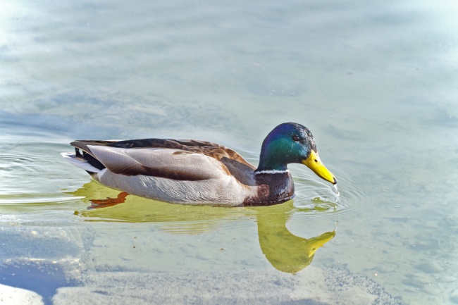属鼠人带什么水晶好 属鼠人带什么水晶好