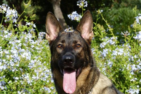 属龙人能带金丝玉项链吗 属龙人能带金丝玉项链吗