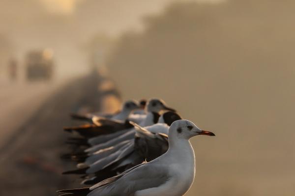 属龙人带什么水晶好 属龙人带什么水晶好