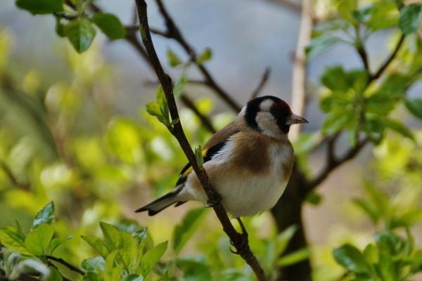 属虎人为何斗不过属羊人 属虎人为何斗不过属羊人