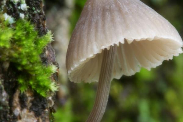 属兔的枕头下放什么最旺 属兔的枕头下放什么最旺