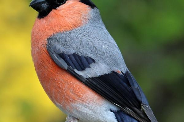 1995过往之猪命断六亲