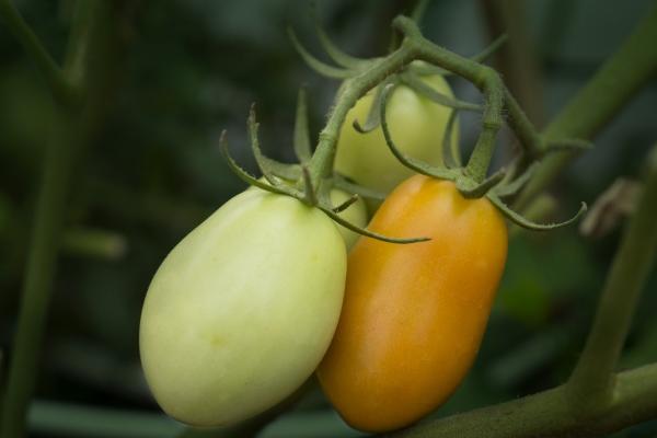 非常惦记属兔女的生肖 非常惦记属兔女的生肖