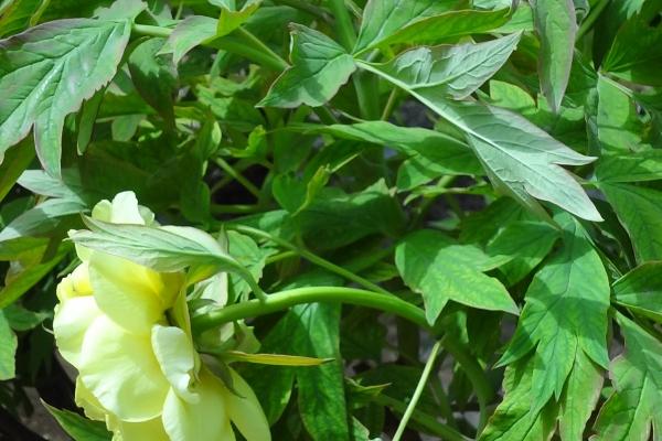 1995冬月初五生人命苦