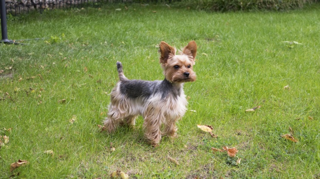 梦到厕所踩到屎预示什么