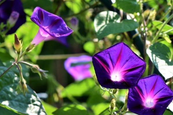 梦到猫生了好多小猫代表什么 梦到猫生了好多小猫代表什么