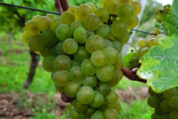 梦见猫往身上爬有什么预兆 梦见猫往身上爬有什么预兆