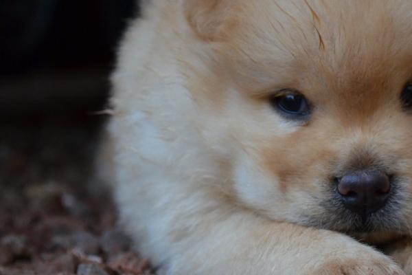 梦到头带孝有什么意思 梦到头带孝有什么意思