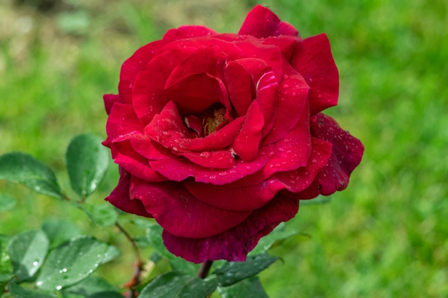 梦到烤冷面是啥意思 梦到烤冷面是啥意思